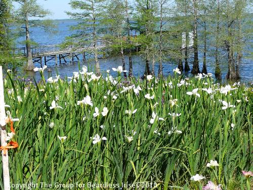 Iris view (8)